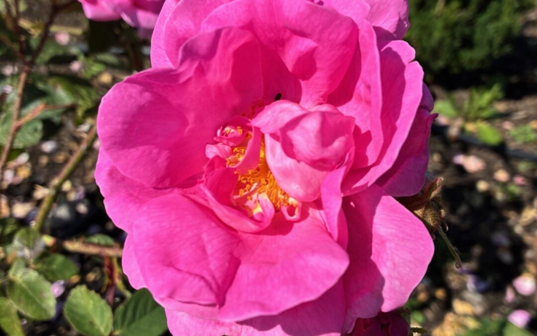 Årsmøte lørdag 14. mars 2026!