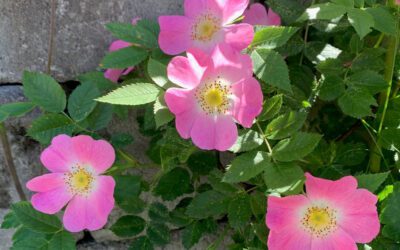 Botaniske arter og hybrider