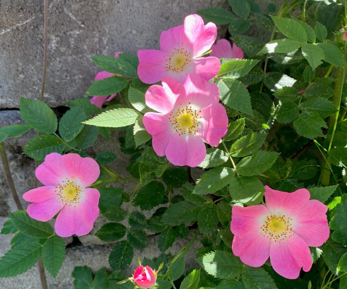 Botaniske arter