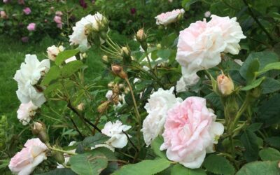 Bli kjend med lokalavdelinga Møre og Romsdal