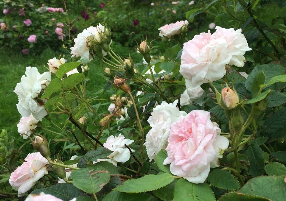 Bli kjend med lokalavdelinga Møre og Romsdal