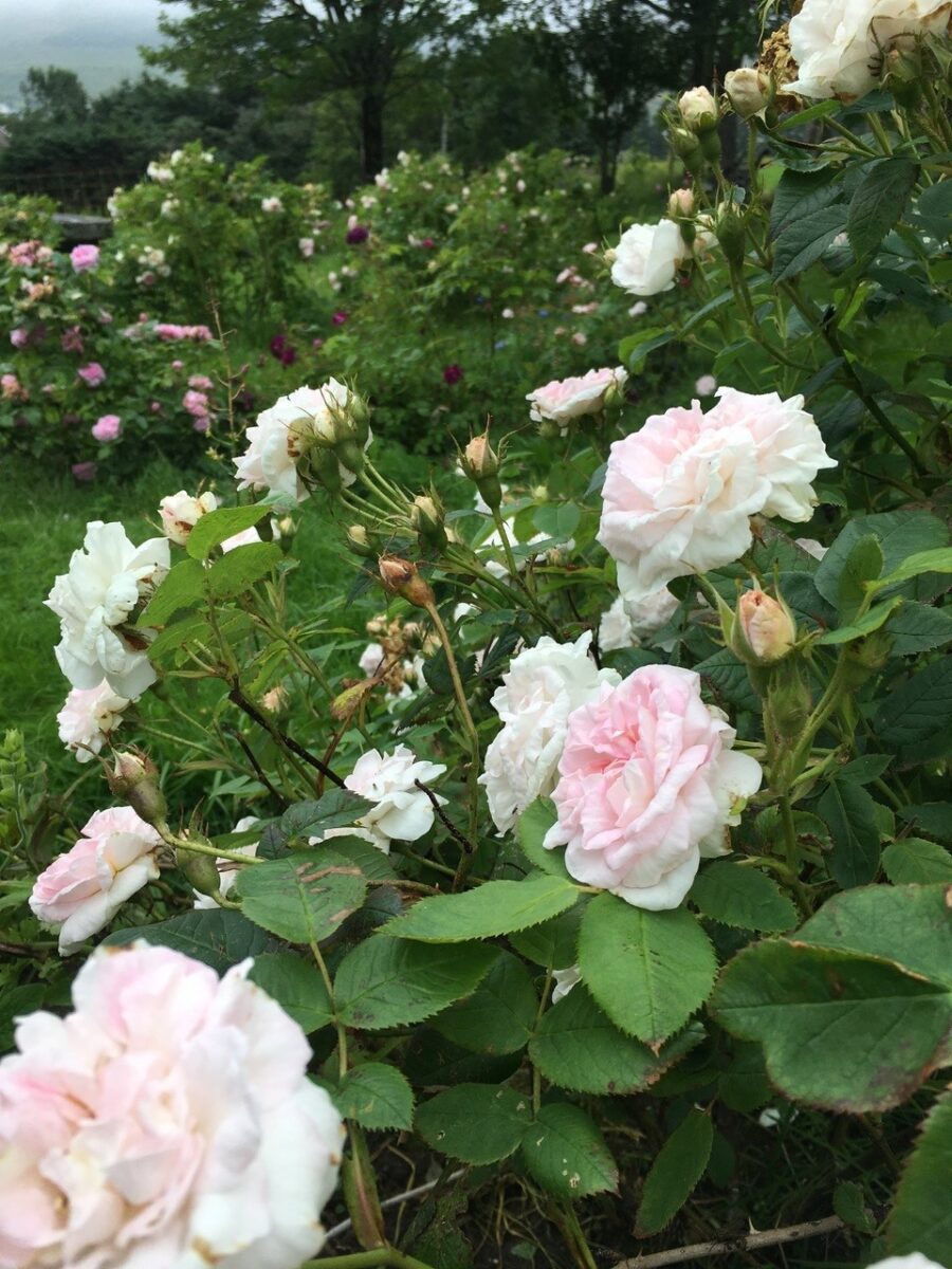 ‘Maidens Blush’ – Foto: Nina Elisabeth Bøe