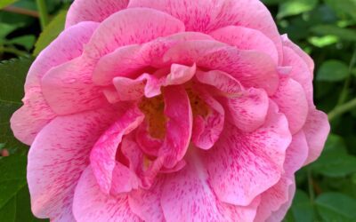 Årets rose 2026: CAMELOT