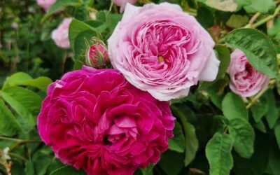 Historiske roser – Gallicagruppen