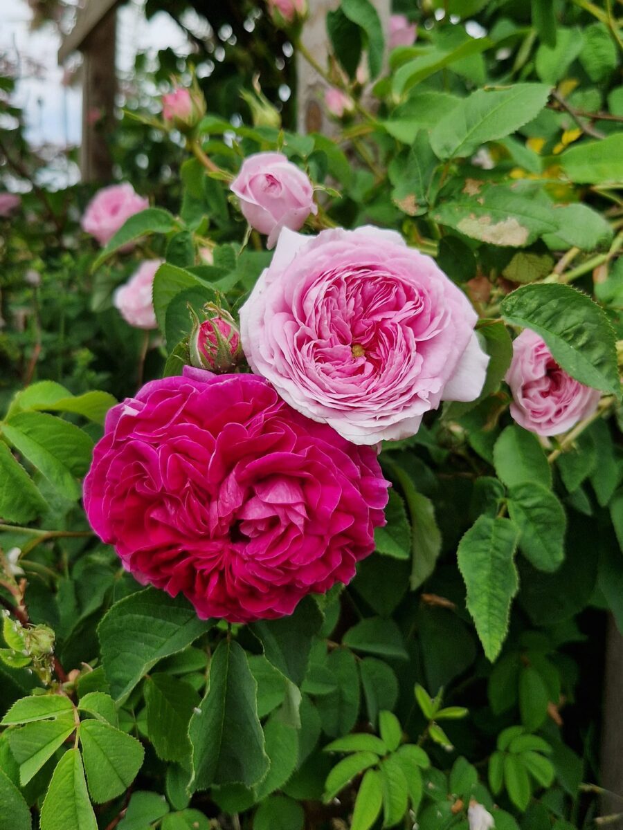 ‘Charles de Mills’og ‘Aimable Amie’ – Foto Ola Lautitz Larsen