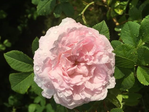 'Great Maiden's Blush' - Ola Lauritz Larsen 4x3