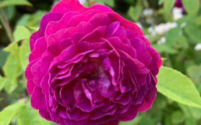 Æresmedlemmer i Norsk Roseforening