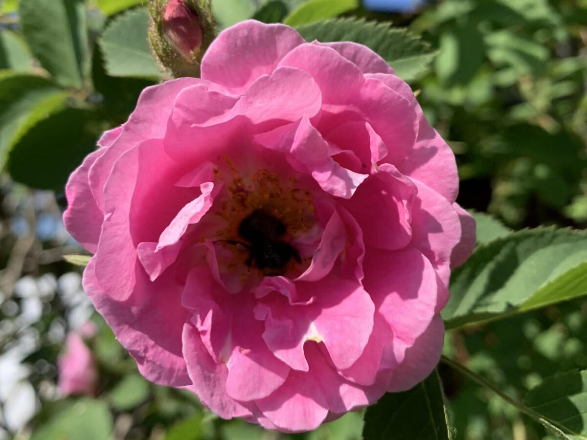 'Hurdalsrosa' - Sigrun H- Kværnø 4x3