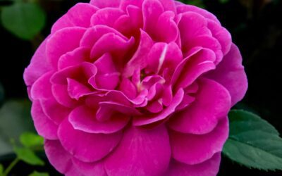 Æresmedlemmer i Norsk Roseforening