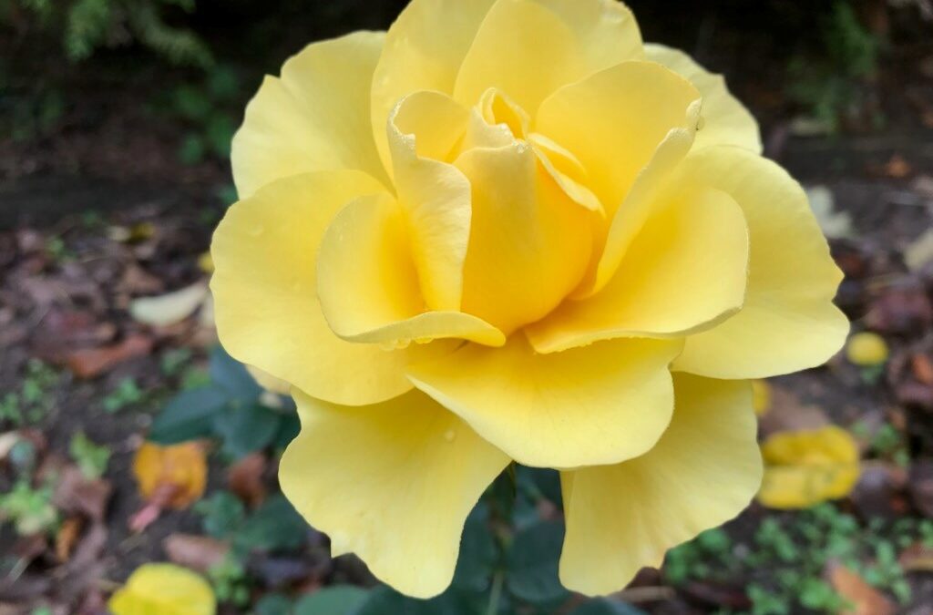 Se hva som skjer i lokalavdelingen Østfold i 2026