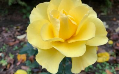 Se hva som skjer i lokalavdelingen Østfold i 2026