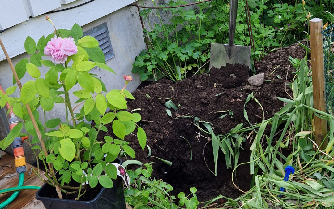 Planting av roser