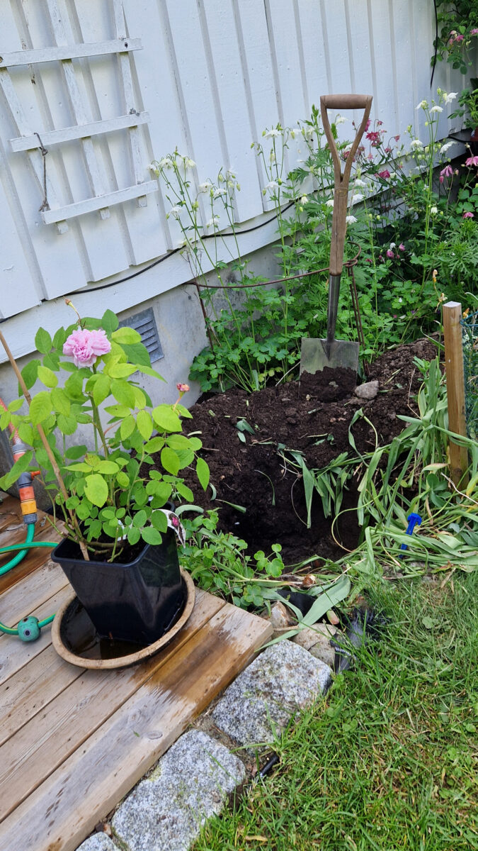 Planting av roser
