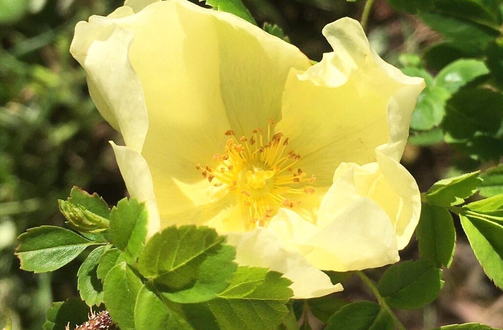 Sjå kva som skjer i lokalavdelinga Møre og Romsdal i 2026