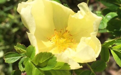 Møre og Romsdal Program 2026