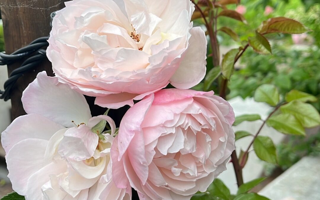 Se hva som skjer i lokalavdelingen Oslo og omegn i 2026