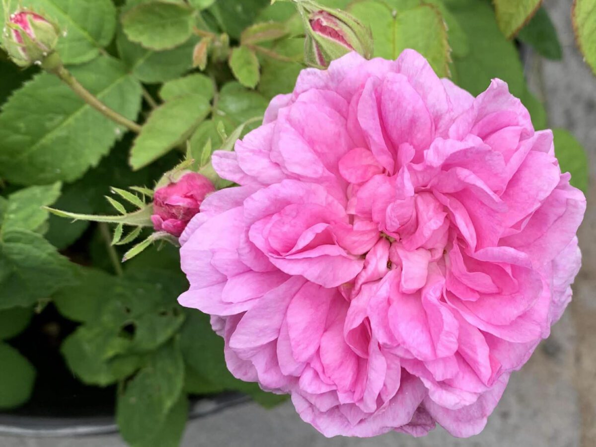 Vestfold - Tjømerosa - Randi Hoel