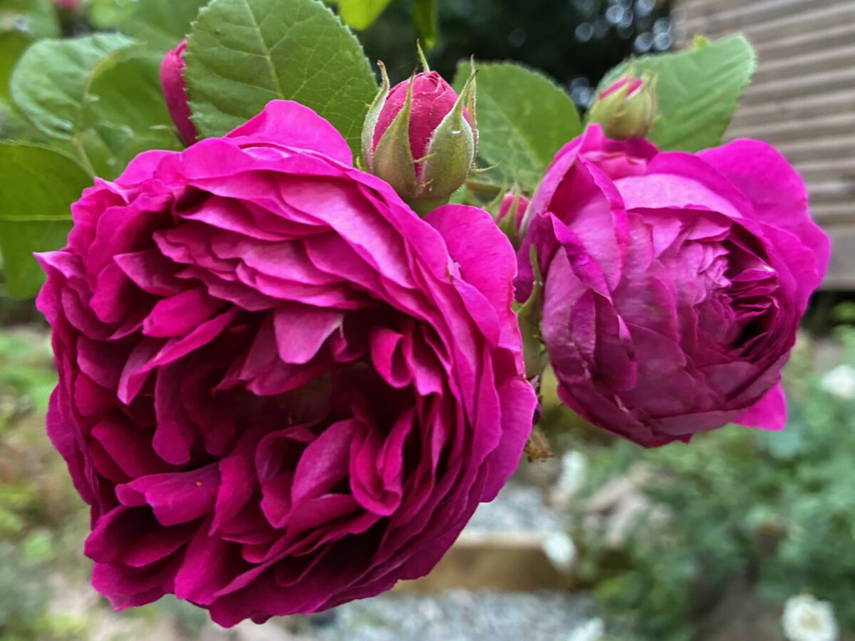 Vestland - 'Great Western' - Sigrun H Kværnø