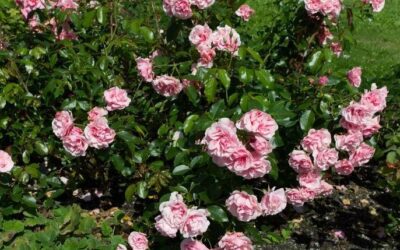 Se hva som skjer i lokalavdelingen Vestland i 2026