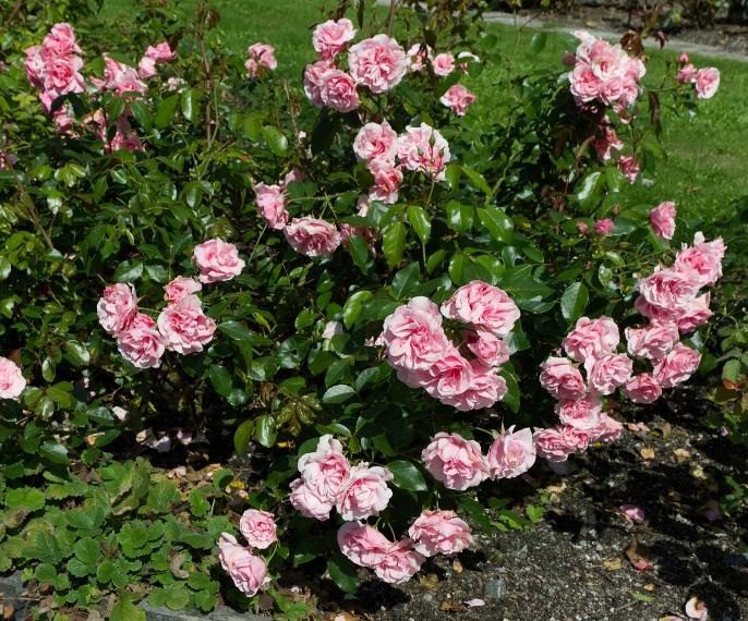 Se hva som skjer i lokalavdelingen Vestland i 2026