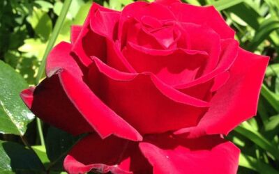 Hva skjer i Norsk Roseforening i mai?