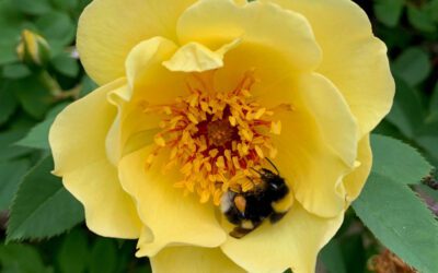 Få med deg våre tilbud på Hagemessen!