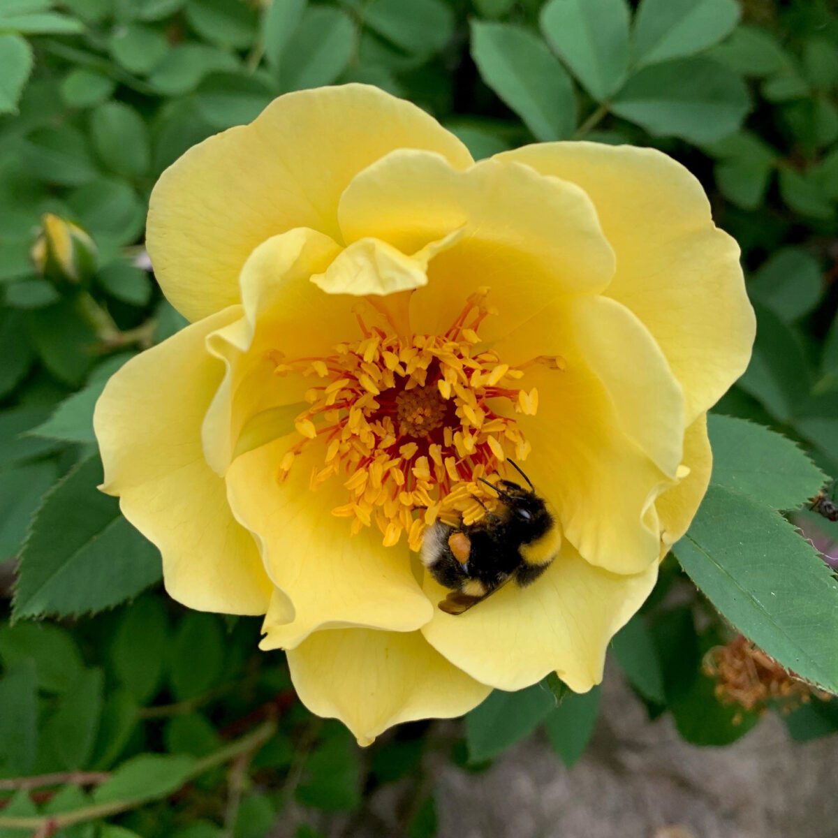‘Aicha’ – Foto Sigrun H. Kværnø