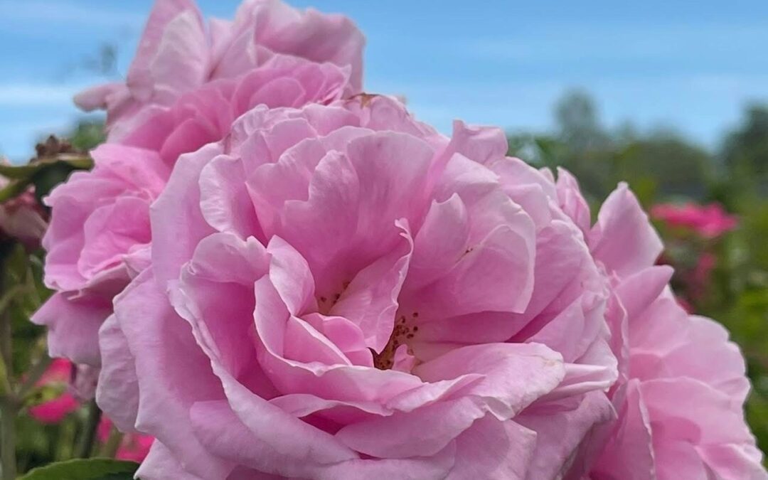 Møt oss på hagemessen helgen 10.-12. april