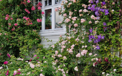 Velkommen til webinar 5. mai kl. 20.00! Tema: «Planting, klipping og stell av roser»