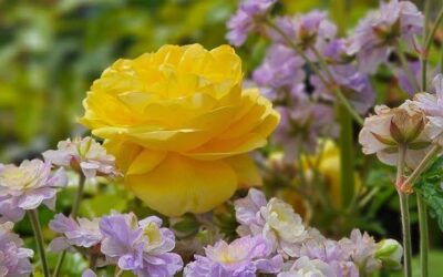 Vårtilbud på medlemskap