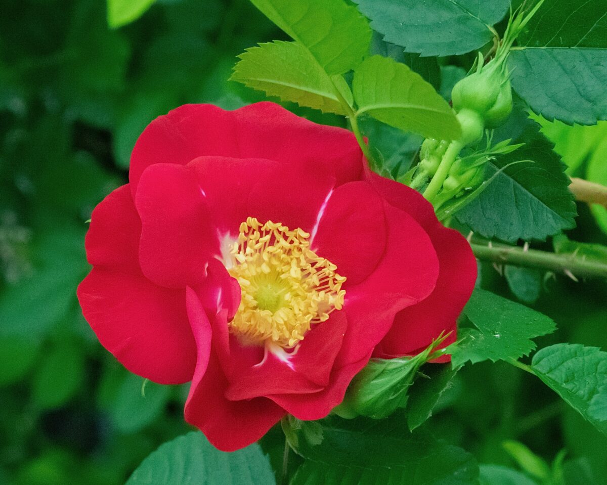 Heddalsrosa – Thor Landsverk