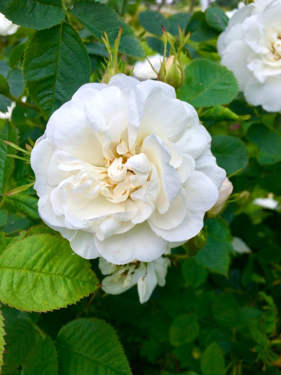 ‘Maxima’ – Foto Nina Elisabeth Bøe