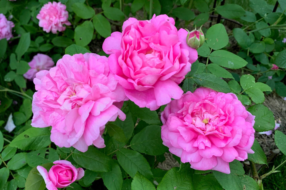 ‘Ispahan’ – Sigrun H. Kværnø
