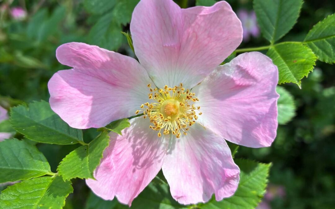 Botaniske arter