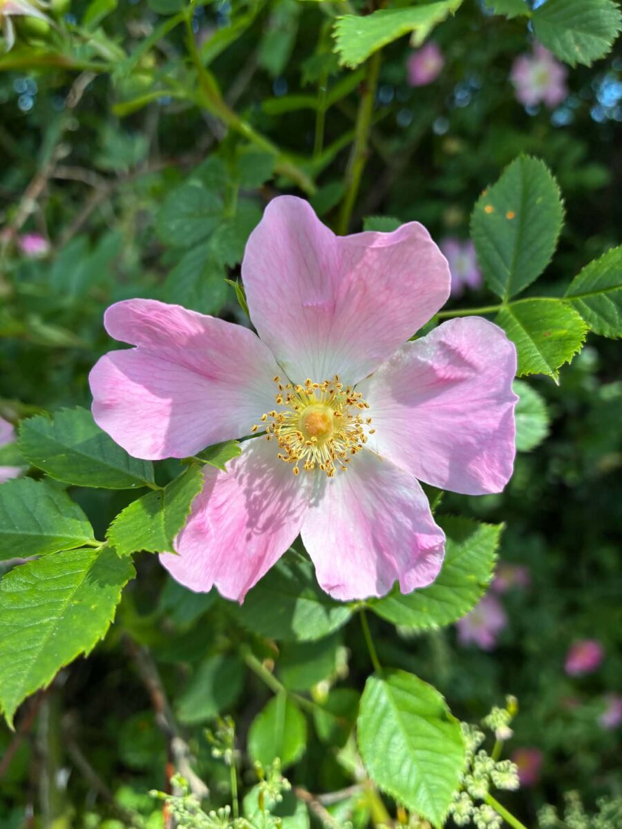 Botaniske arter